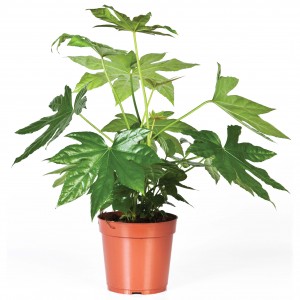 Illustratie: foto van Fatsia japonica van Stolk Potplanten. De Fatsia japonica wordt ook wel Vingerplant genoemd.