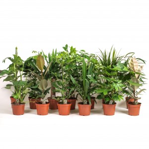 Illustratie: foto van een verzameling planten die door Stolk Potplanten gekweekt worden. De groenmix.