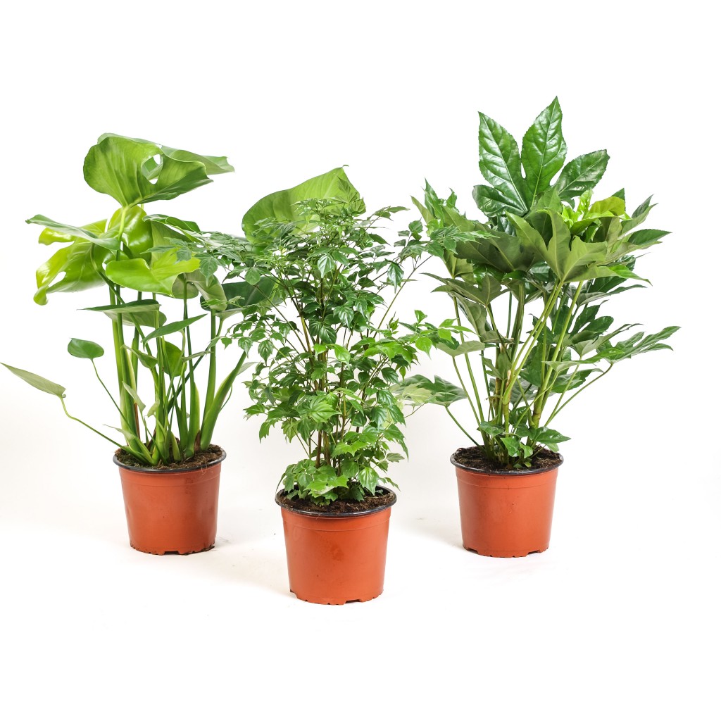 Illustratie: foto van drie door Stolk gekweekte planten die deel uit kunnen maken van een groenmix.