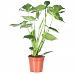 Illustratie: foto van de Monstera deliciosa van Stolk Potplanten.