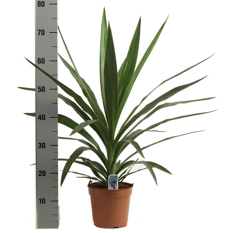 Illustratie: foto van Yucca kopstek met hoogte van 70 cm potmaat 17 cm van Stolk Potplanten.
