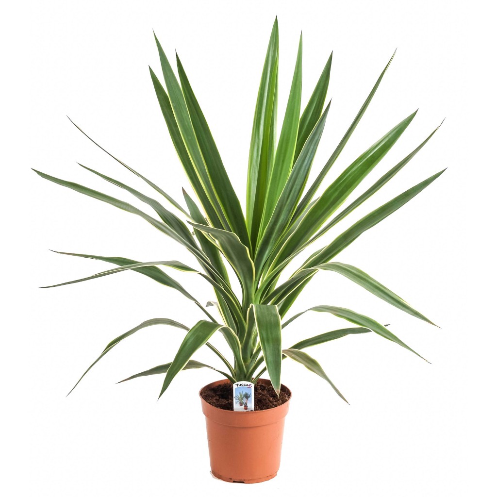 Illustratie: Een Yucca Puck in een pot van 17 centimeter.