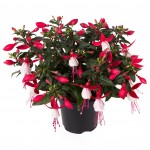 Illustratie: handelsfoto van de Bella Fuchsia Evita.