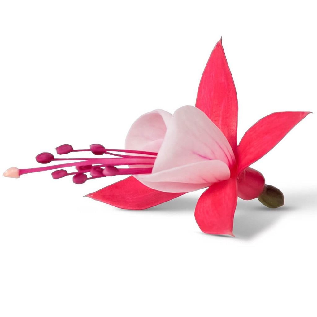 Illustratie: foto van de bloem van de Bella Fuchsia Evita.