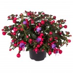 Illustratie: zogenaamde handelsfoto van de Bella Fuchsia Susanna. Op de foto is de Fuchsia Susanna te zien op een spierwitte achtergrond.