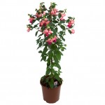 Illustratie: afbeelding van een handelsfoto van de Fuchsia Paula Jane welke door Stolk Potplanten gekweekt wordt.