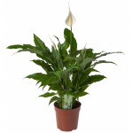 Illustratie: foto van de Spathiphyllum Chico. Deze Spathiphyllum wordt gekweekt door Stolk Potplanten.