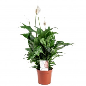Illustratie: foto van de Spathiphyllum Chico. De lepelplant op de foto staat in een pot met een diameter van 17 centimeter.