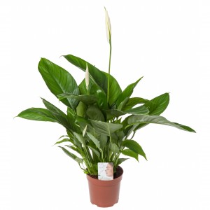 Illustratie: foto van een Spathiphyllum Lima. In de pot heeft Stolk Potplanten een label geprikt met opschrift Air So Pure.