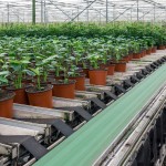 Illustratie: foto van het WPS van Stolk Potplanten in 's-Gravenzande.