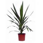 Illustratie: foto van een Yucca met potmaat 17. Palmlelie geteeld bij Stolk Potplanten.